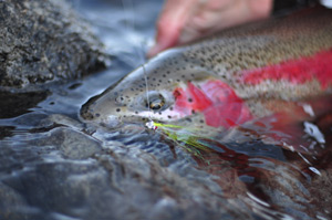 Rainbow Trout - Alaska